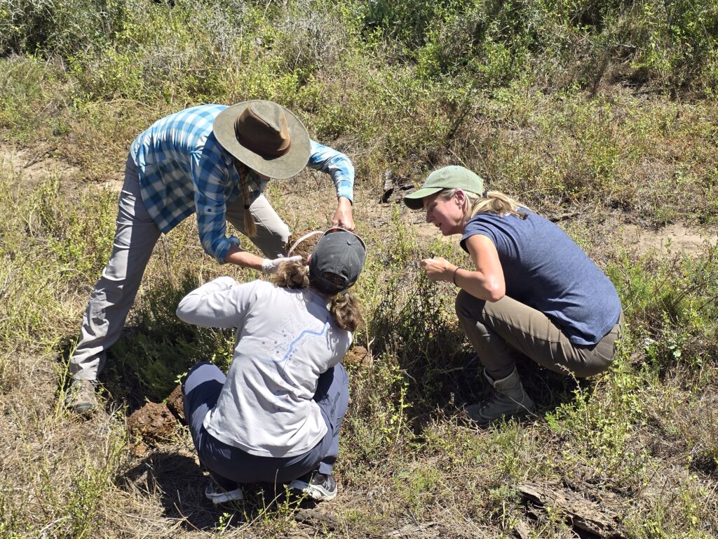 Three women crouching down in the grass. One is holding a big bolus of elephant dung with a measuring tape around it.