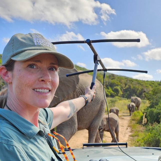 A ;woman sitting in an open-topped game viewer holds a telemetry antenna. She is facing the camera and elephants are surrounding the vehicle.
