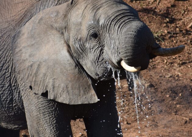 Elephants: Skilled Ecosystem Engineers