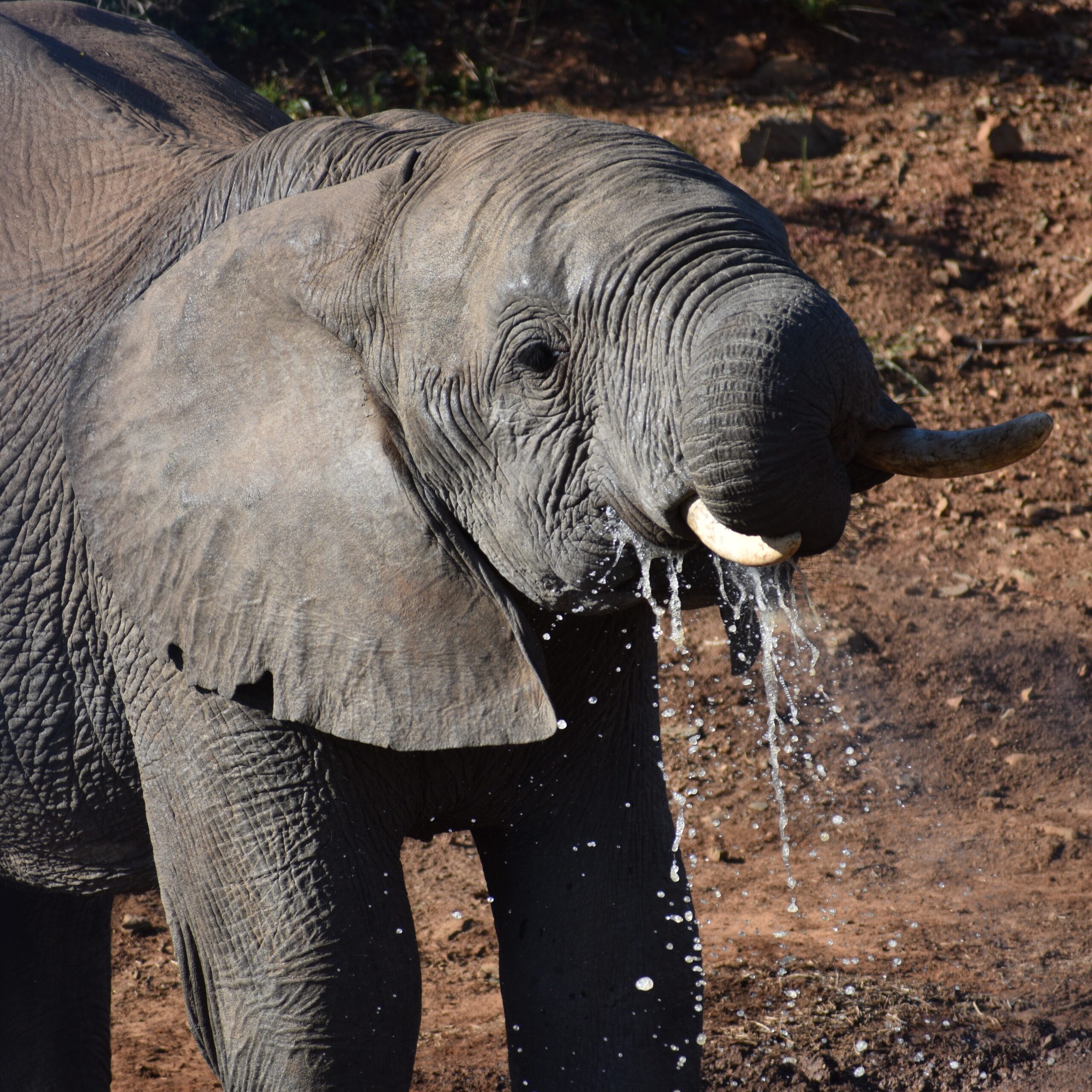 An elephant with his trunk in his mouth and water spilling out