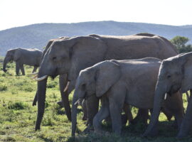 Breaking Down Barriers: Leading the Way in Elephant Conservation