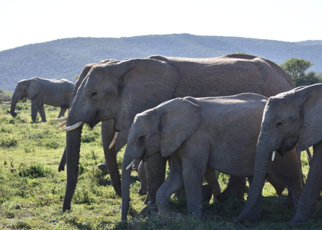 Breaking Down Barriers: Leading the Way in Elephant Conservation