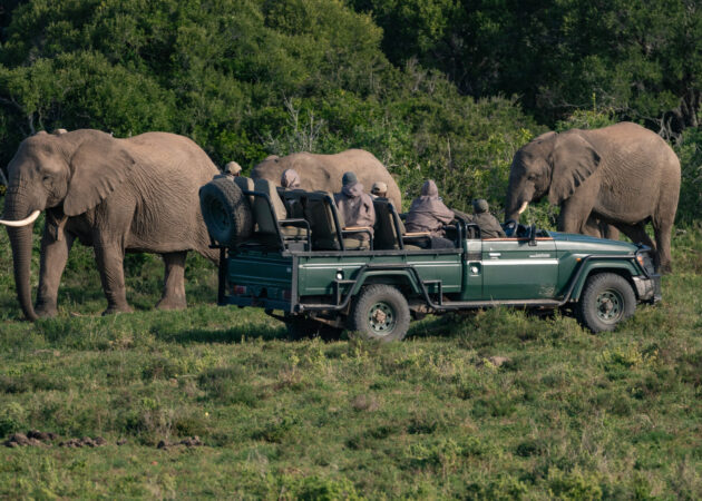 Elephants and Africa’s Tourism Economy