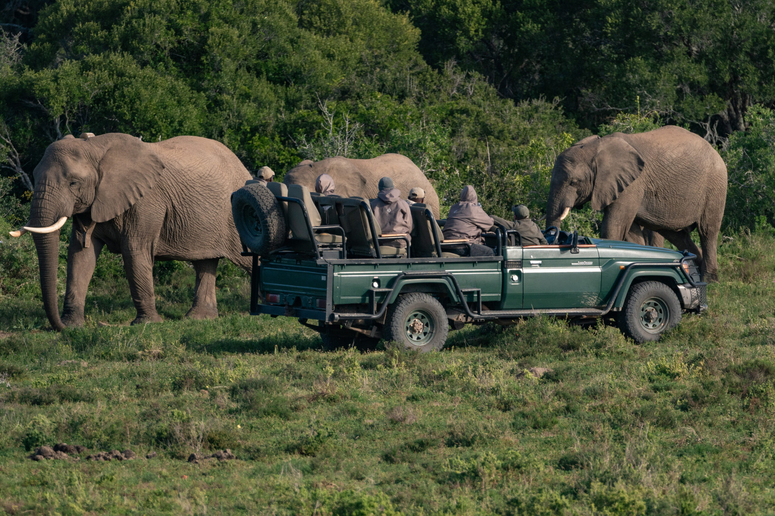 A game vehicle carrying tourists stopped in a grassy area as a herd of elephants walk by.