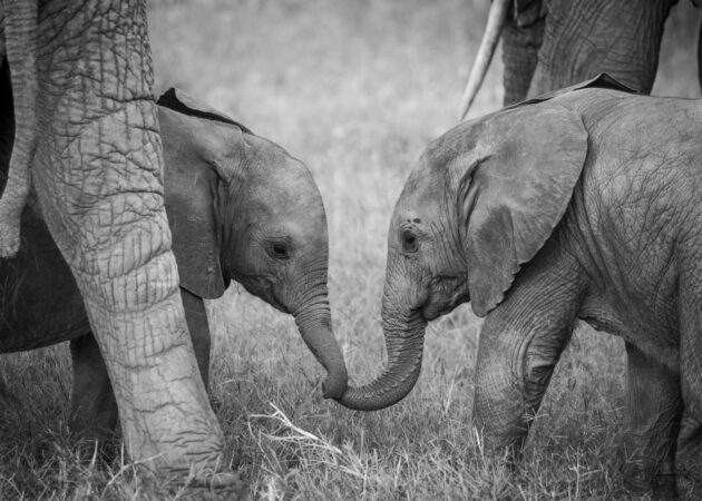 Field to Future: Help Support Elephant Conservation