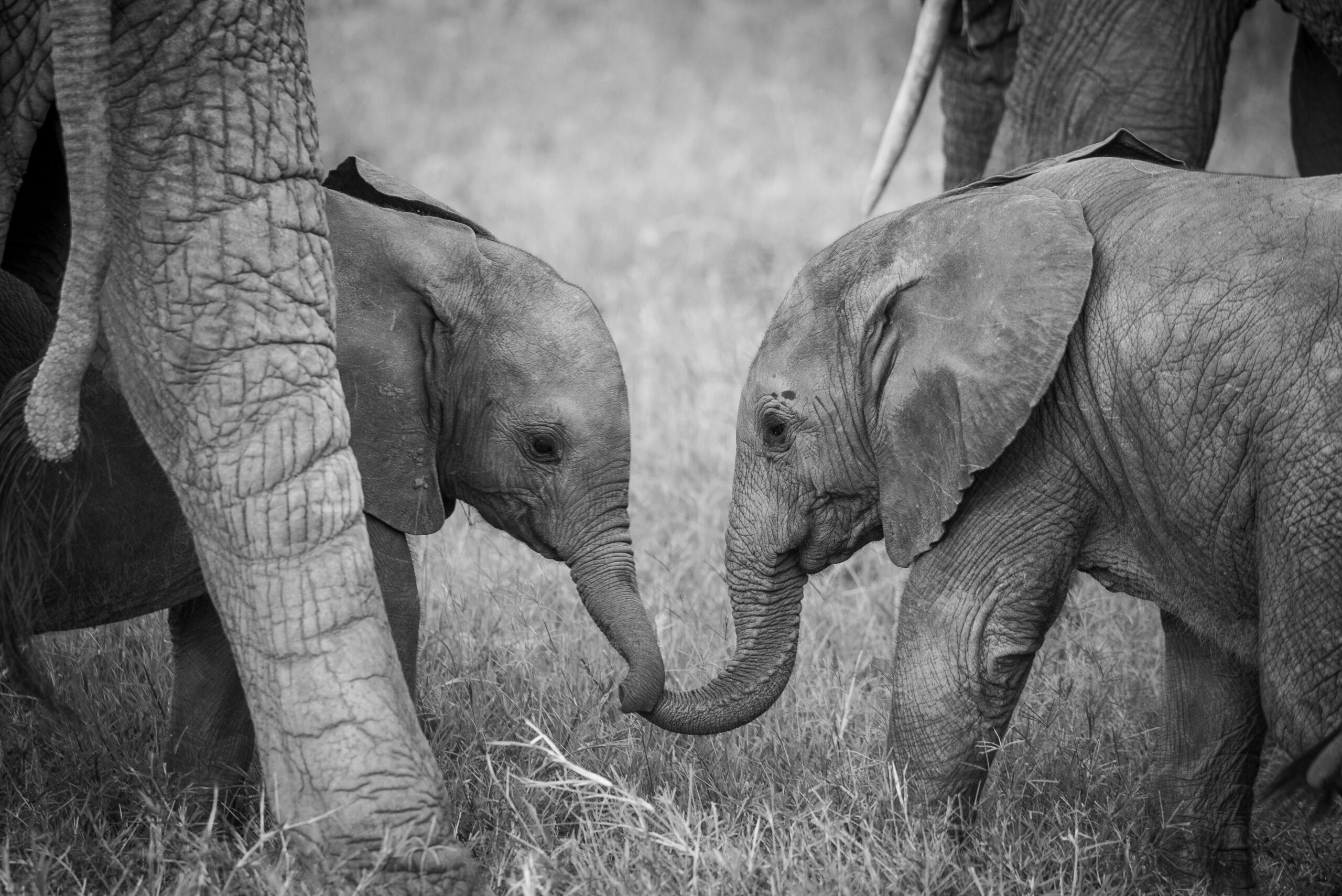 Two elephant calves with their trunks touching standing among adult elephant legs.